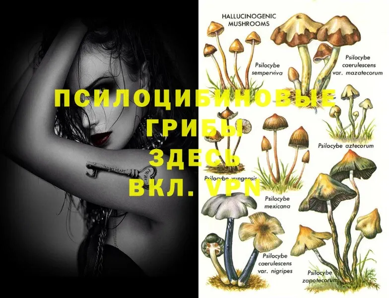 Галлюциногенные грибы MAGIC MUSHROOMS  Александровск 